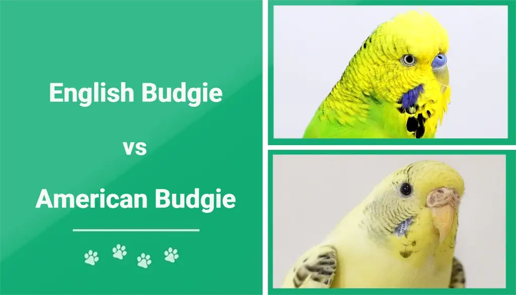 Angielska papużka falista kontra amerykańska papużka falista: jaka jest różnica?