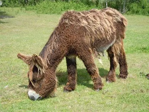 Poitou magarac: slike, vodič za brigu, temperament & Osobine