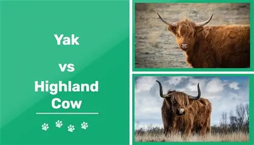 Յակը ընդդեմ Highland Cattle. Որո՞նք են տարբերությունները: