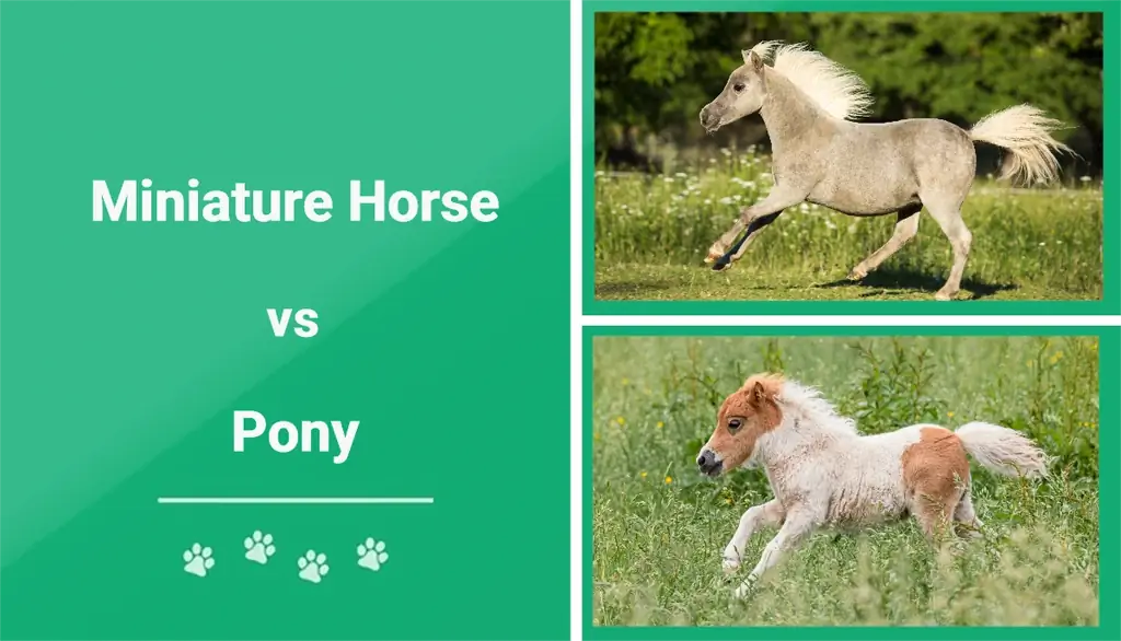 Miniaturowy koń kontra kucyk: kluczowe różnice (ze zdjęciami)
