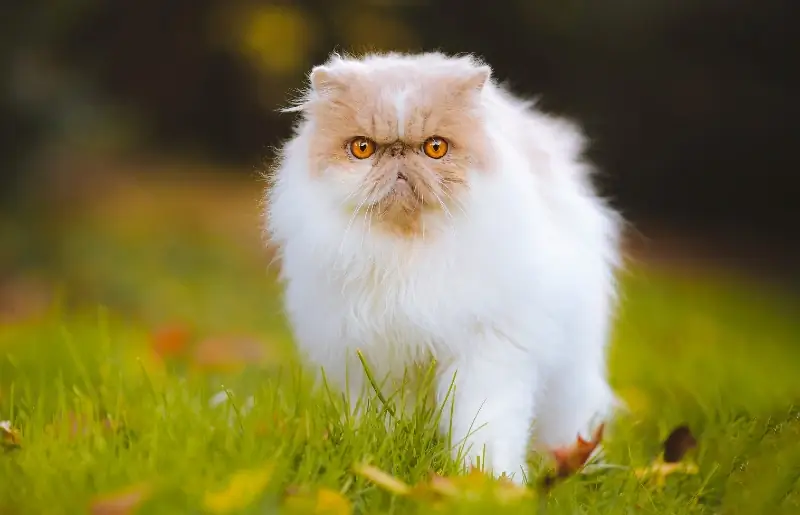 10 lenyűgöző tény a perzsa macskákról, amelyek meglephetnek