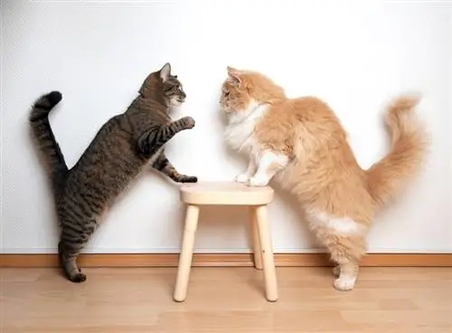 วิธีแนะนำแมวสองตัวเมื่อตัวหนึ่งก้าวร้าว: 7 เคล็ดลับสำคัญ