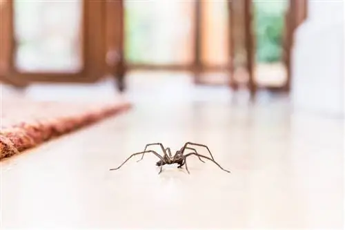 11 العثور على عناكب في ولاية مين (بالصور)