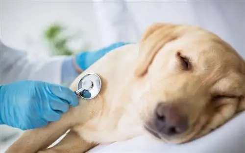 10 geriausių šunų ėdalų sergant širdies ligomis 2023 m. – Atsiliepimai & Populiariausias pasirinkimas