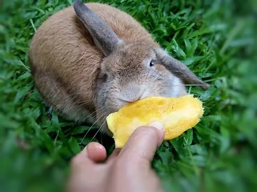 האם ארנבות יכולות לאכול מנגו? האם זה בריא?