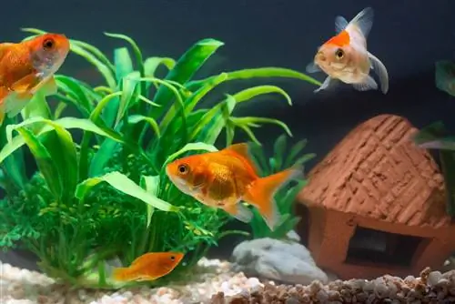 האם דג זהב יכול לחיות עם גופי? עובדות אקווריום & שאלות נפוצות