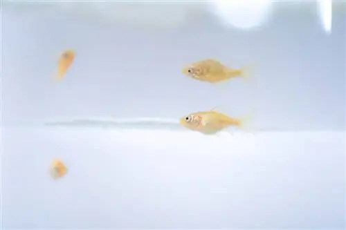 Zelta zivtiņu mazuļu barošana: pilnīga kopšanas rokasgrāmata ar grafiku