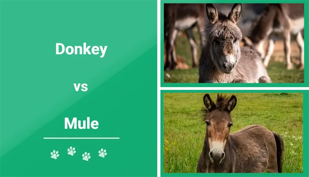 Burro vs Mula: ¿Cuál es la diferencia? (Con imagenes)