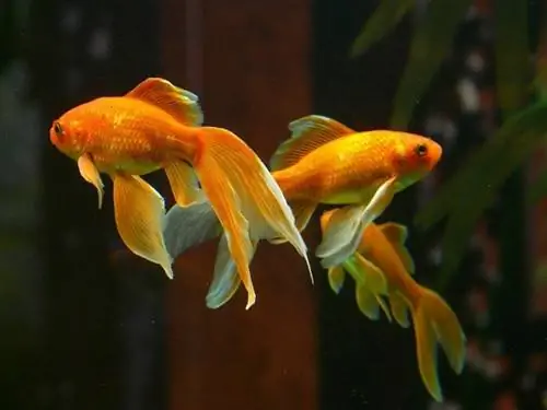 Crescimento do peixe dourado atrofiado: 4 possíveis razões & Soluções