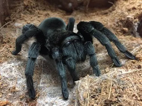 Braziliaanse zwarte tarantula: verzorgingsgids, variëteiten, levensduur & Meer (met afbeeldingen)