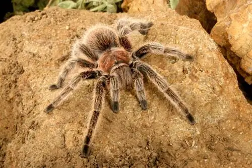 Чилийский розовый тарантул: лист по уходу, продолжительность жизни & Еще (с иллюстрациями)