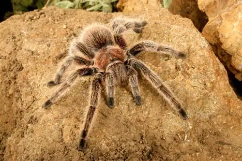 Chilenische Rosenhaar-Vogelspinne: Pflegeblatt, Lebensdauer & Mehr (mit Bildern)