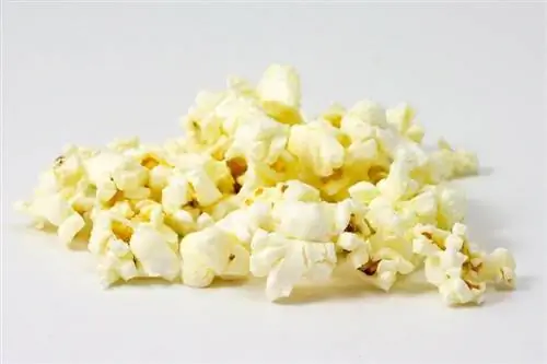 Môžu kurčatá jesť popcorn? Diéta & Zdravotné poradenstvo