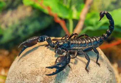 Kaj jedo škorpijoni v naravi in kot hišni ljubljenčki? (Pregled)