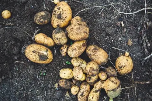 Maaari bang kumain ng patatas ang mga manok? Diet & Payo sa Kalusugan