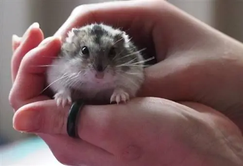 Hur man håller en hamster på rätt sätt: Steg-för-steg-guide (med bilder & videor)