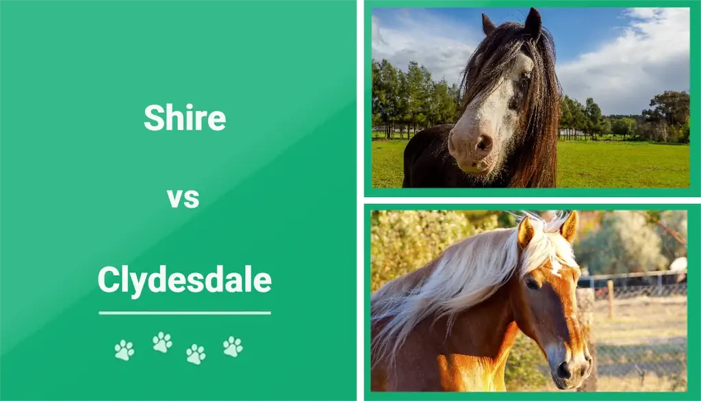 Shire kundër Clydesdale: Dallimet kryesore (me foto)