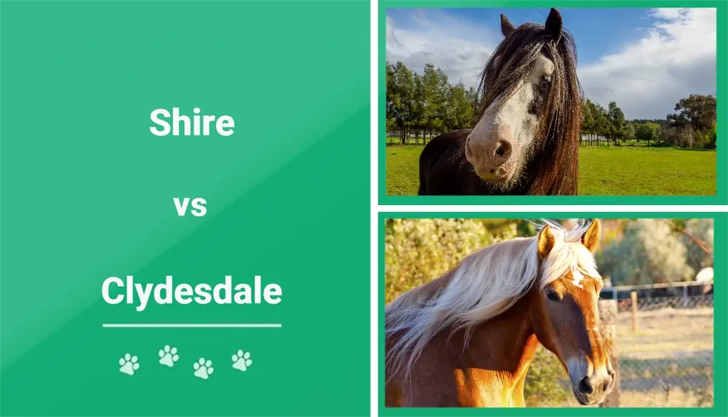 Shire vs. Clydesdale: Főbb különbségek (képekkel)