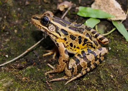 10 צפרדעים נמצאו באוהיו (עם תמונות)