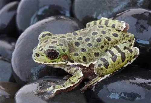 17 жаби, открити в Алабама (със снимки)