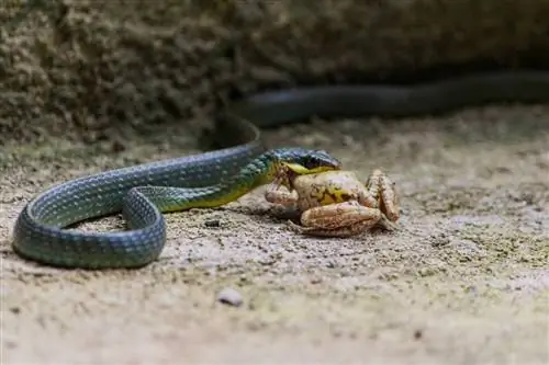 Kuinka kauan käärme voi olla syömättä? Faktat, & FAQ