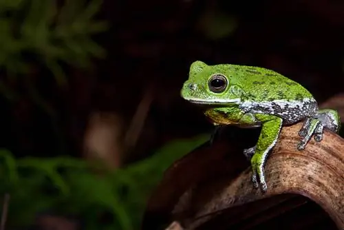 18 жаби, открити в Джорджия (със снимки)