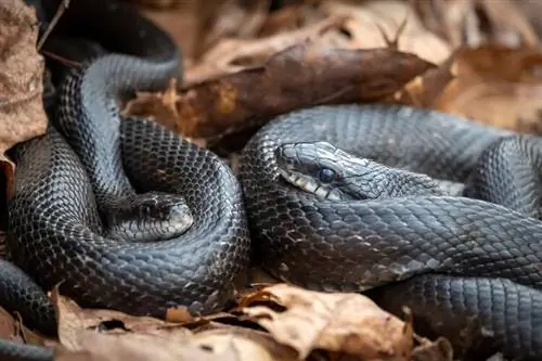 Как размножаются змеи &? Они асексуальны или сексуальны?