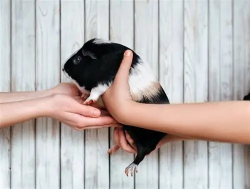 8 conseils pour bien tenir un cochon d'Inde (avec photos & vidéos)