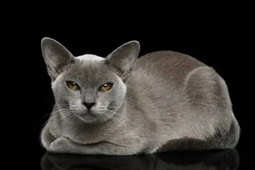 Կապույտ բիրմայական կատու. Փաստեր, ծագում & Պատմություն (Նկարներով)