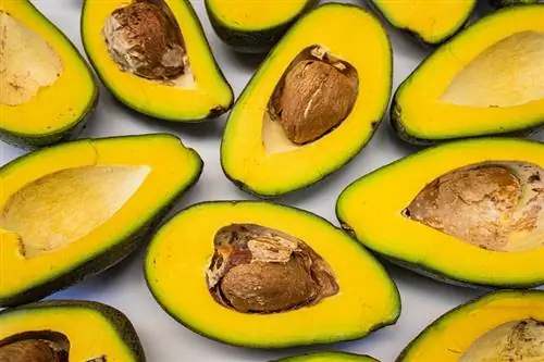 I polli possono mangiare l'avocado? Dieta & Consigli per la salute