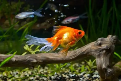 A rriten peshqit e artë në madhësinë e rezervuarit të tyre? Miti kundër faktit