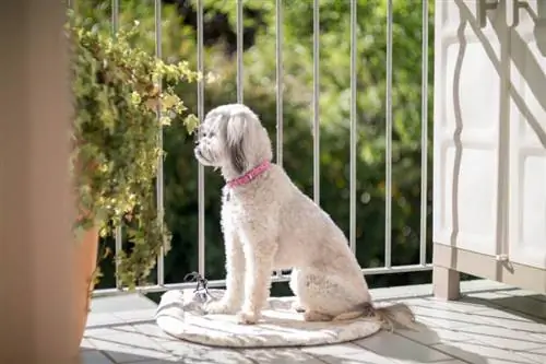 Een balkon hondenbestendig maken (10 geweldige tips)