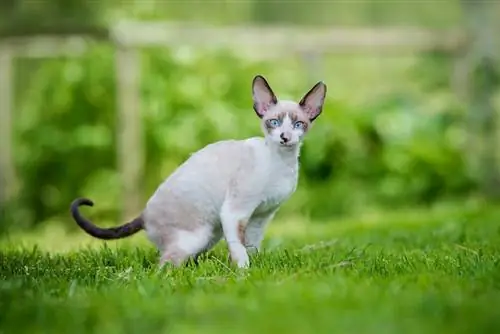 Die 13 intelligentesten Katzenrassen, die Sie lieben werden (mit Bildern)
