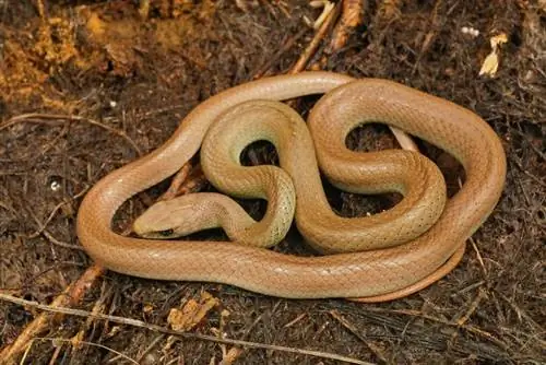 10 mituri ale șarpilor & Concepții greșite: este timpul să nu mai credeți în acestea