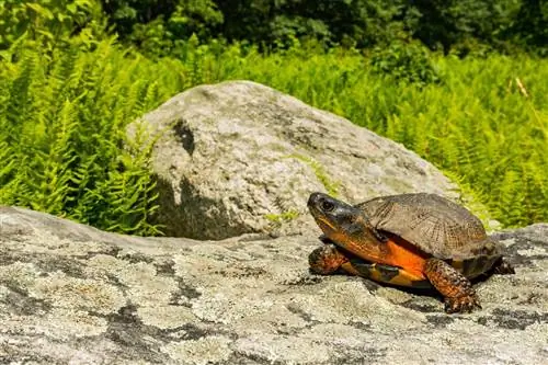 11 mythes sur les tortues & Idées fausses : il est temps d'arrêter d'y croire