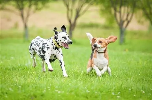 25 raças de cães mais acessíveis (com fotos)