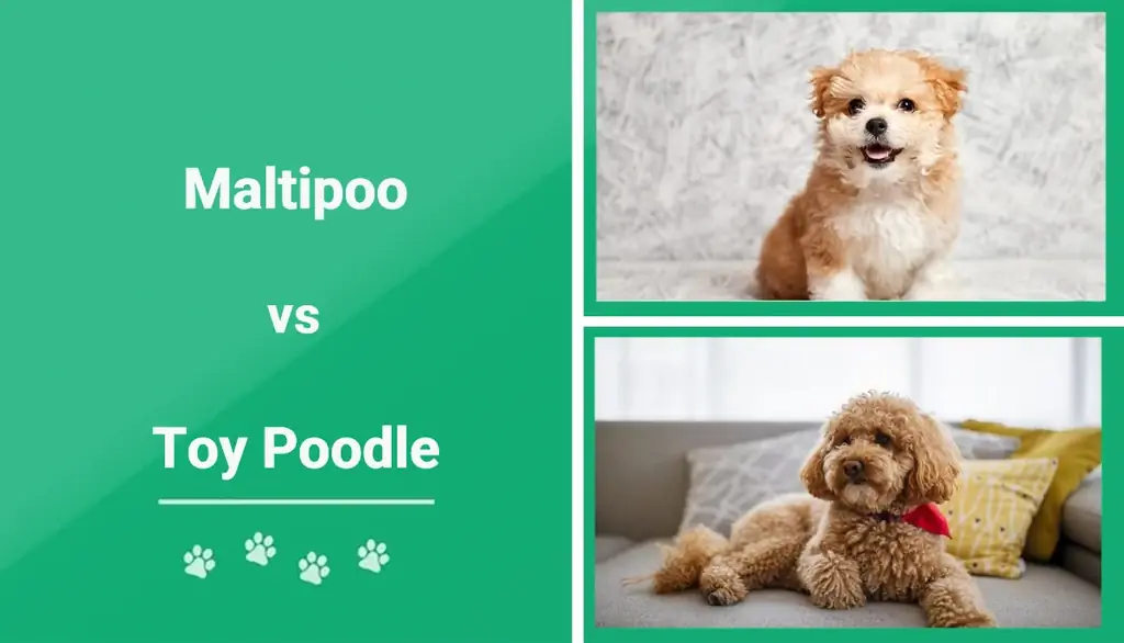 M altipoo vs Toy Poodle: ¿Cuál es el adecuado para mí?