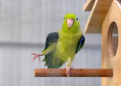 9 parimat papagoipoegade puuri 2023. aastal – ülevaated & parimat valikut