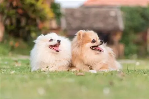 20 גזעי כלבים חומים: גדולים, קטנים & פלאפי (עם תמונות)