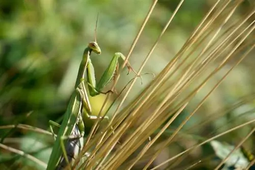 ছবি