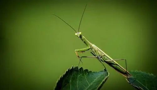 Com tenir cura d'una mantis religiosa per a mascotes: full de cura & Guia 2023