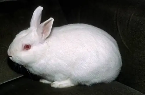 7 races de lapins vivant le plus longtemps (avec photos)