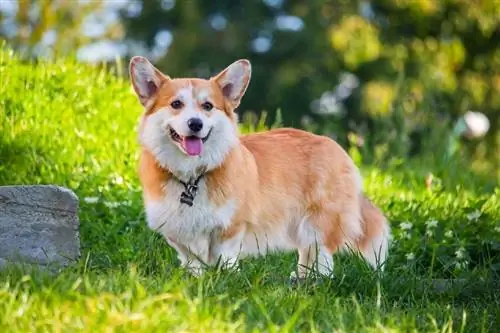 هل تقوم كلاب Corgis بعمل كلاب خدمة جيدة؟ ما تحتاج إلى معرفته