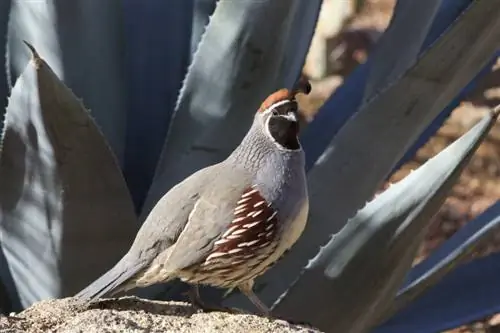 Gambel’s Quail: Facts, Uses, Origins & Characteristics (ছবি সহ)