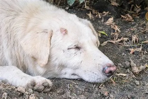 Ինչպես բուժել սարդերի խայթոցները շների վրա. 11 միջոց (Մասնաբույժի պատասխանը)