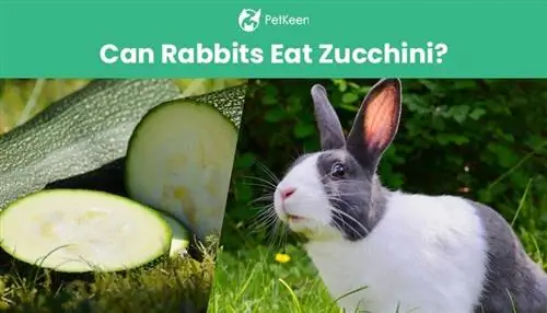 Kunnen konijnen courgette eten? Veiligheidstips & Veelgestelde vragen