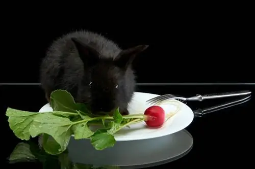 هل تستطيع الأرانب أكل الفجل؟ حقائق السلامة & الأسئلة الشائعة