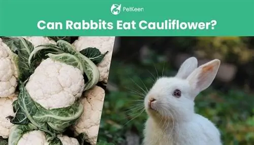 האם ארנבים יכולים לאכול כרובית? עובדות בטיחות & שאלות נפוצות