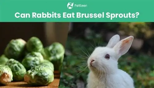 Могат ли зайците да ядат брюкселско зеле? Факти за безопасността & ЧЗВ