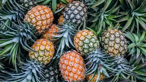 Mogu li zečevi jesti ananas? Sigurnosne činjenice & FAQ